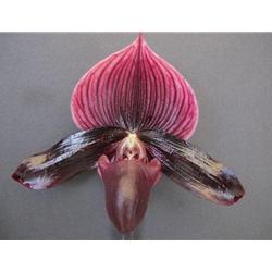 Paphiopedilum Odette Doubled