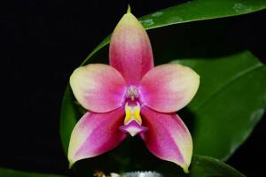 Phalaenopsis LD Bellina Eagle