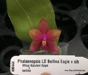 Phalaenopsis LD Bellina Eagle