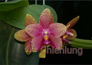 Phalaenopsis LD Mok Chio