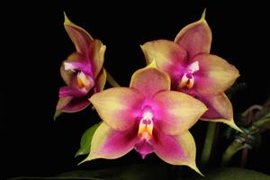 Phalaenopsis Mituo King Bellina