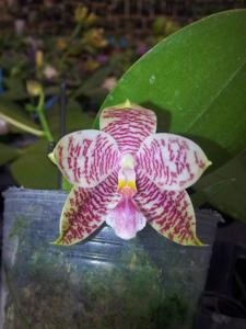 Phalaenopsis Chienlung Mosaics