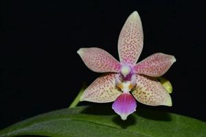 Phalaenopsis GK's Pallestris