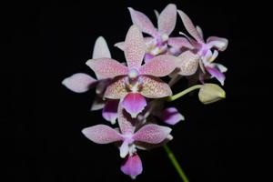 Phalaenopsis GK's Pallestris