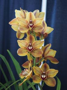 Cymbidium Autumn Lady