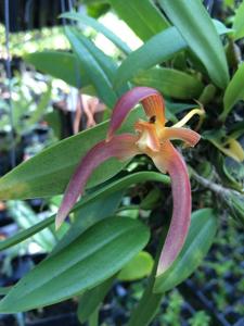 Bulbophyllum Jeen Happiness