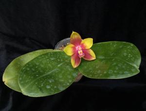 Phalaenopsis Kingfisher's Dragon Wing