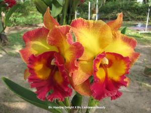 Rhyncholaeliocattleya Chomthong Fancy