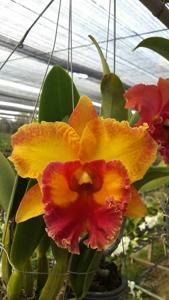 Rhyncholaeliocattleya Chomthong Fancy