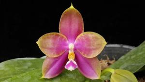 Phalaenopsis Zheng Min Cedar