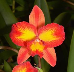 Cattleya Sunrise Fantasy