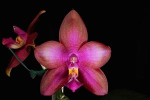 Phalaenopsis Pylo's Dragon Fire