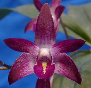Dendrobium Auscobber