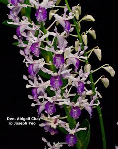 Dendrobium Abigail Chay