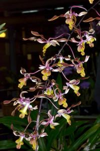 Dendrobium Fraser's Mighty Perfection