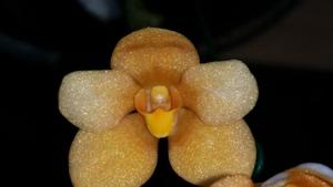 Sarcochilus Xanthia