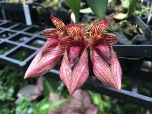 Bulbophyllum Meen Poison Raspberry