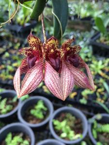 Bulbophyllum Meen Poison Raspberry