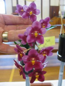 Sarcochilus Fiery Twin