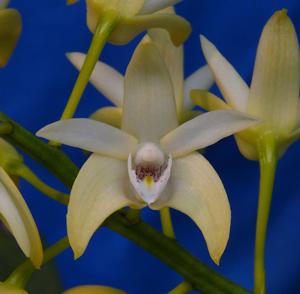 Dendrobium Coolart Sunshine