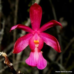 Psychilis raganii