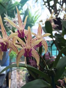 Dendrobium Memoria Brian Abbott