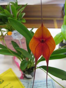 Masdevallia Dark Angel