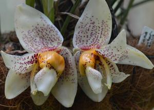 Stanhopea fowlieana