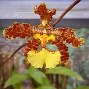 Trichocentrum marvraganii