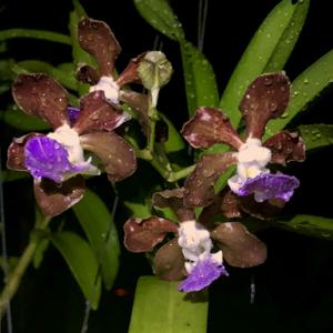 Vanda boumaniae