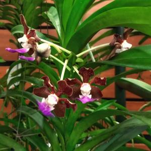 Vanda boumaniae