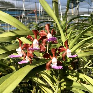 Vanda boumaniae