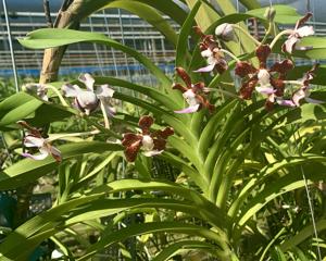 Vanda boumaniae