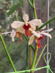 Papilisia taiwaniana