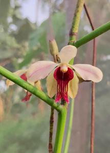 Papilisia taiwaniana