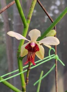 Papilisia taiwaniana