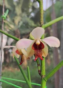 Papilisia taiwaniana