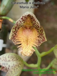 <i>Catasetum</i> x <i>dasilvae</i>