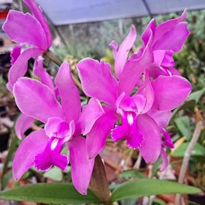 Cattleya gaezeriana