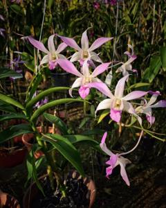 Dendrobium Louisae