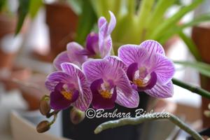 Phalaenopsis Sogo Vivien