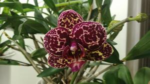 Phalaenopsis Lioulin Wild Cat