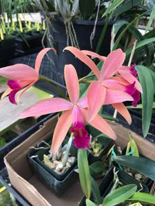 Cattleya Little Sunset