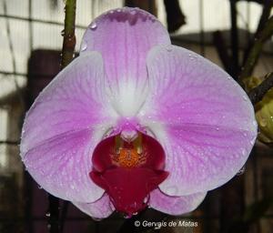 Phalaenopsis OX Honey