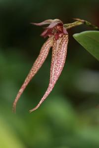 Bulbophyllum Emly Siegerist