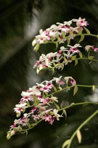 Calanthe Barberiana