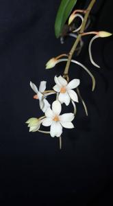 Aerangis LOC Cardinal Gem