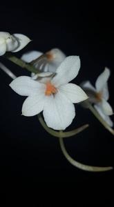 Aerangis LOC Cardinal Gem