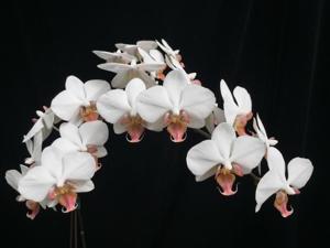 Phalaenopsis Bradley's Lily Mae