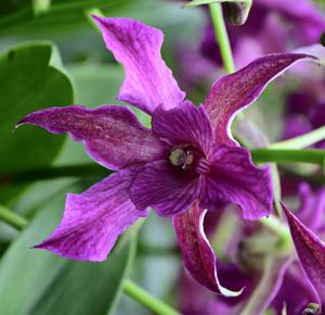 Dendrobium Violet Yamaji